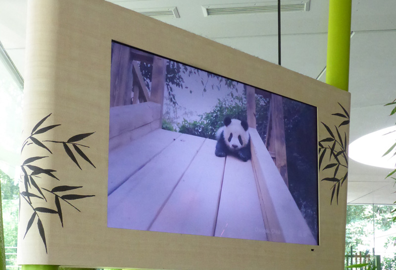 Zoo Berlin, Panda Garden 2