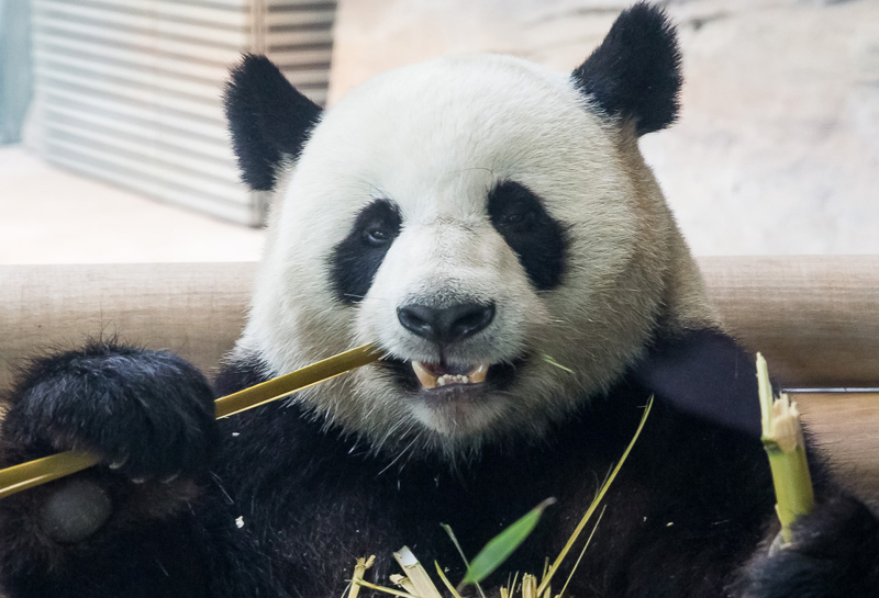 Zoo Berlin, Panda Garden 3